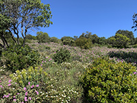 Collobrières